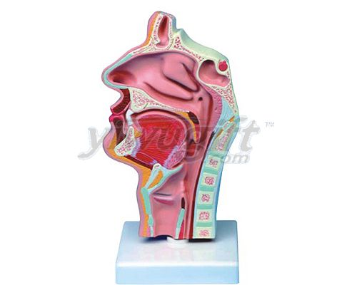 Medical  model, picture